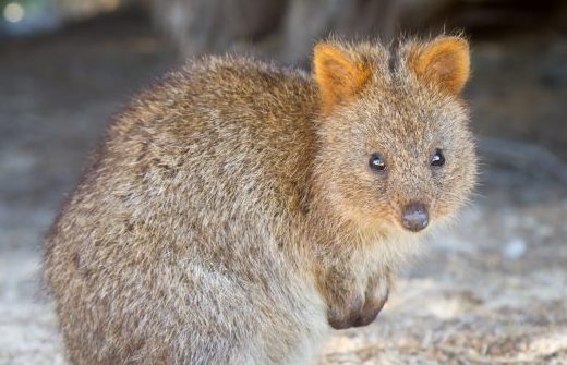 Quokkas on the savannah? How ARENA's work could help spur renewables in Africa Image